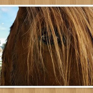 Meet your Posher, Susan